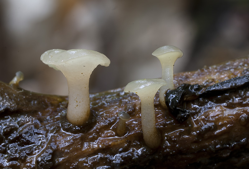 Cudoniella clavus